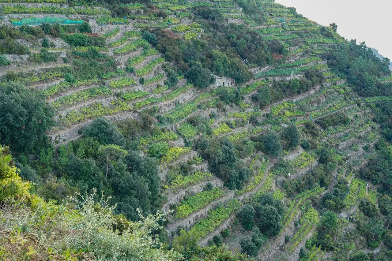Vigne sui terrazzamenti di muretti a secco sopra Manarola, nelle Cinque Terre